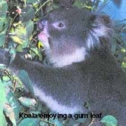 KOALA 02 KOALA 02